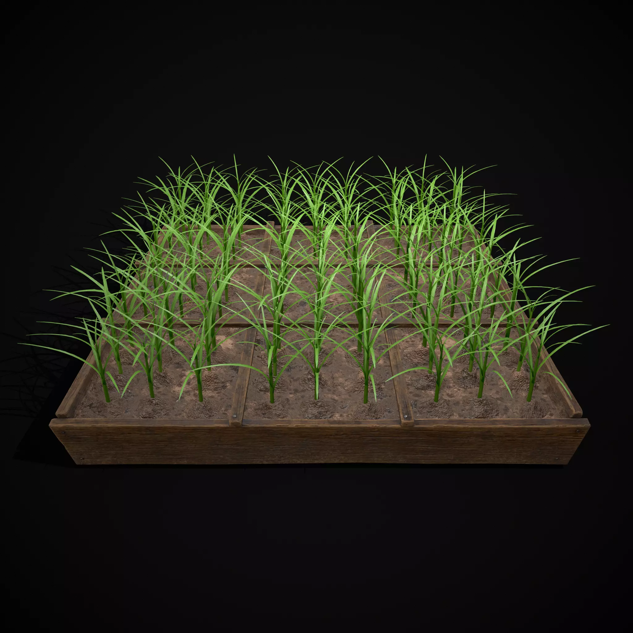 Square Planting Plot with Garlic Low-poly 3D model_0