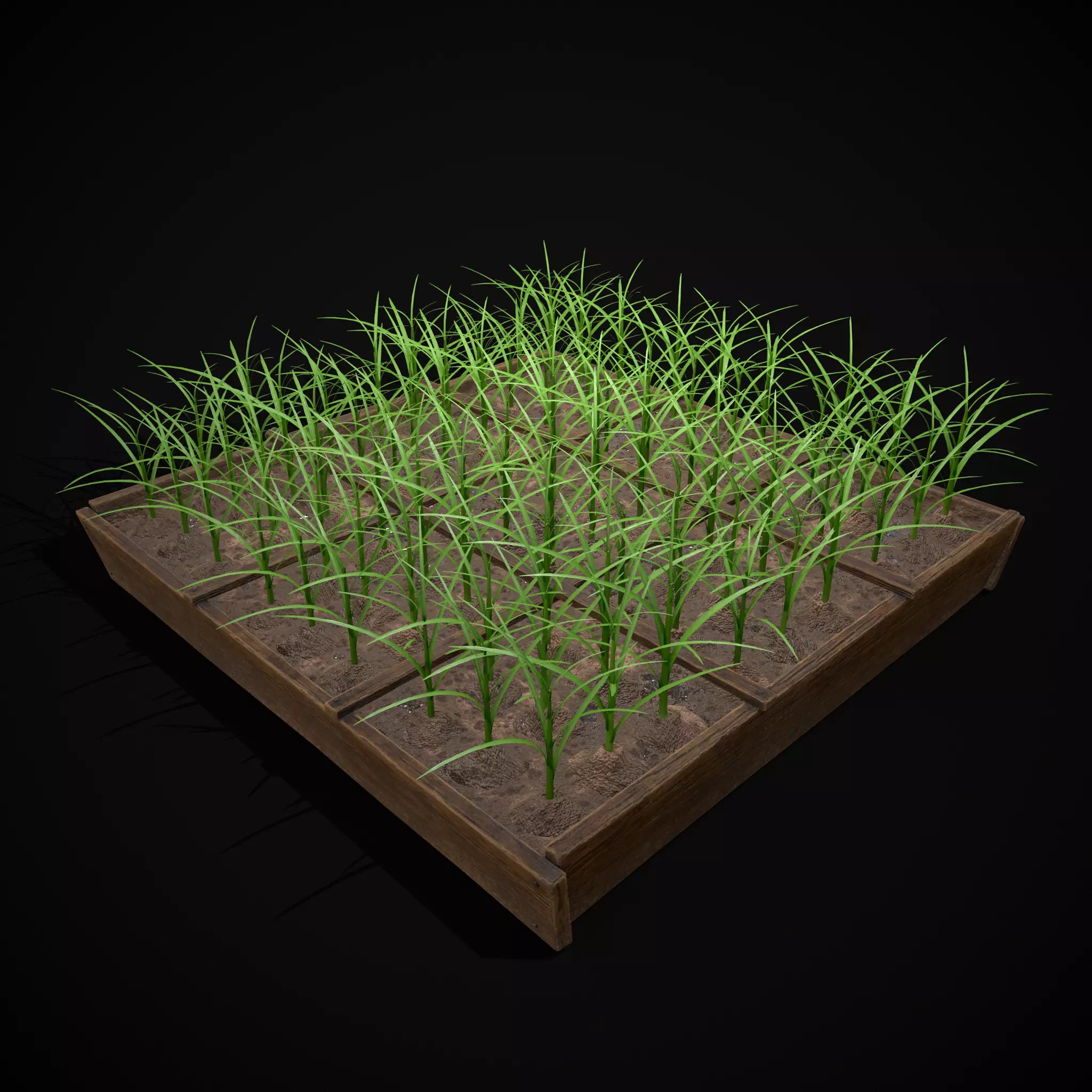 Square Planting Plot with Garlic Low-poly 3D model_4