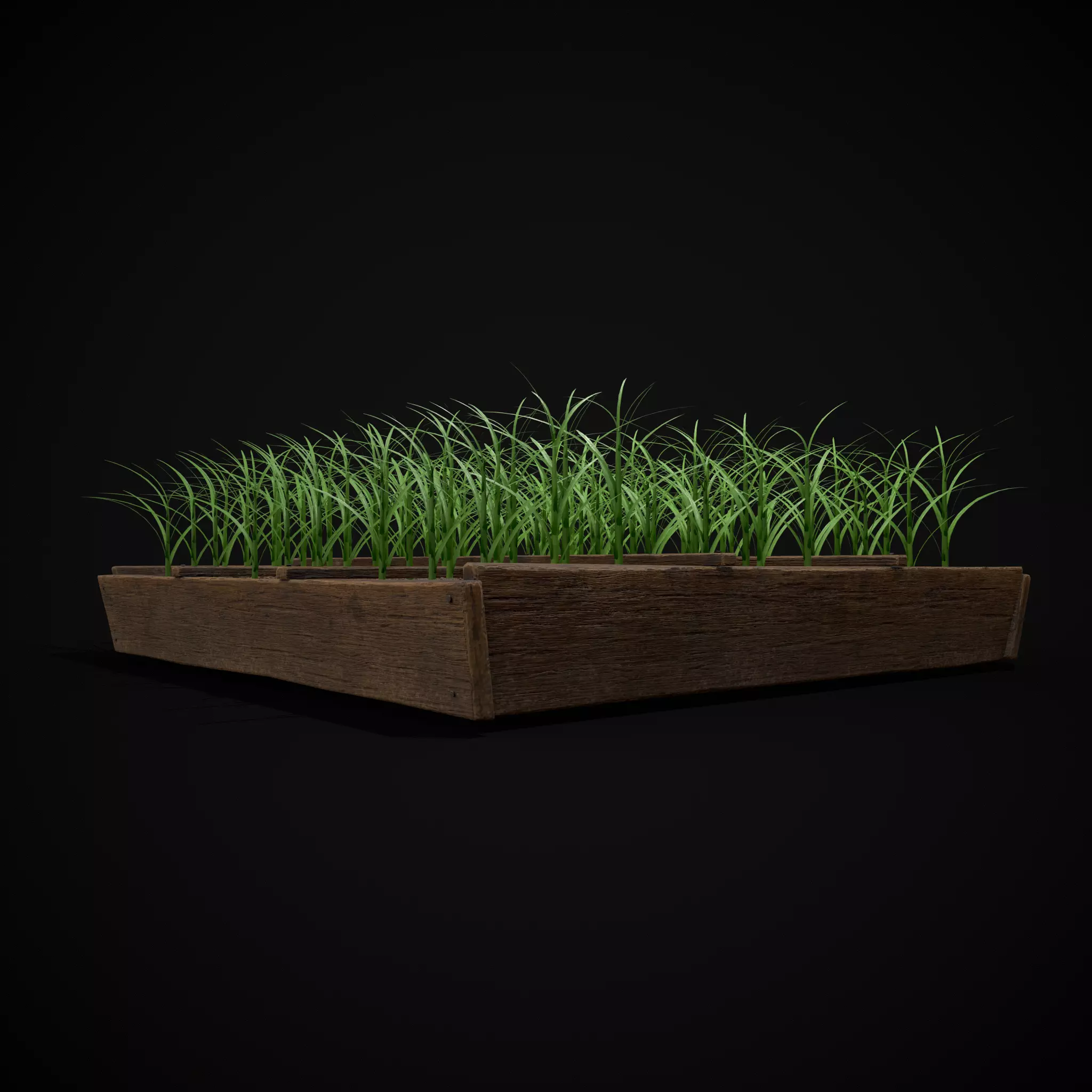 Square Planting Plot with Garlic Low-poly 3D model_10