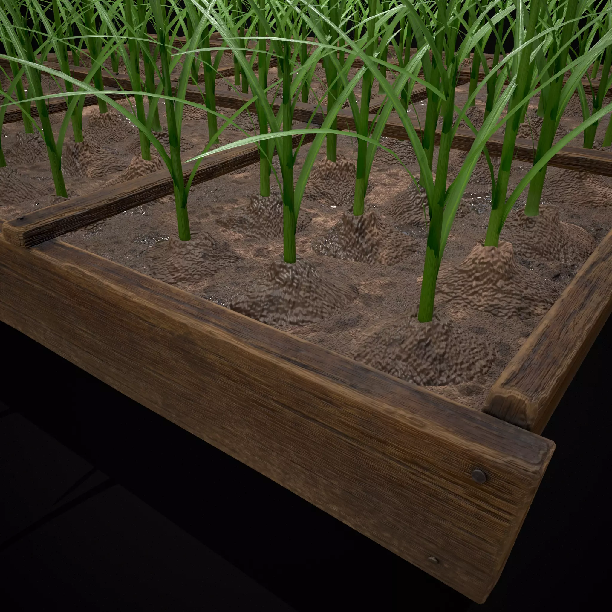 Square Planting Plot with Garlic Low-poly 3D model_8