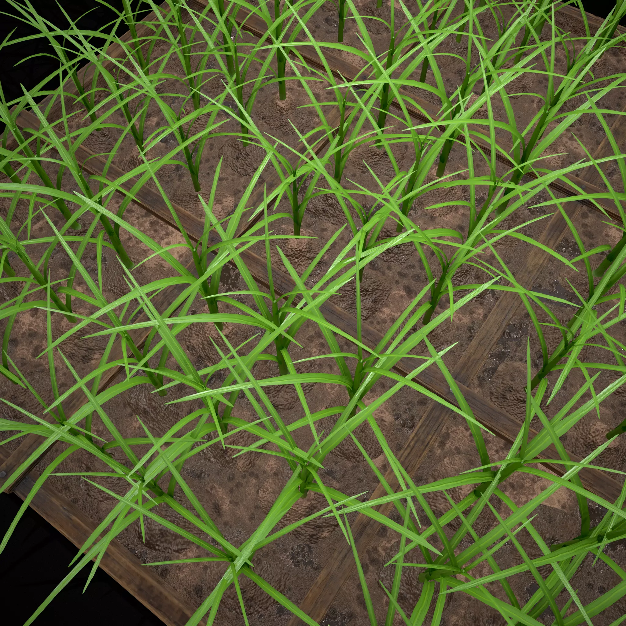 Square Planting Plot with Garlic Low-poly 3D model_12