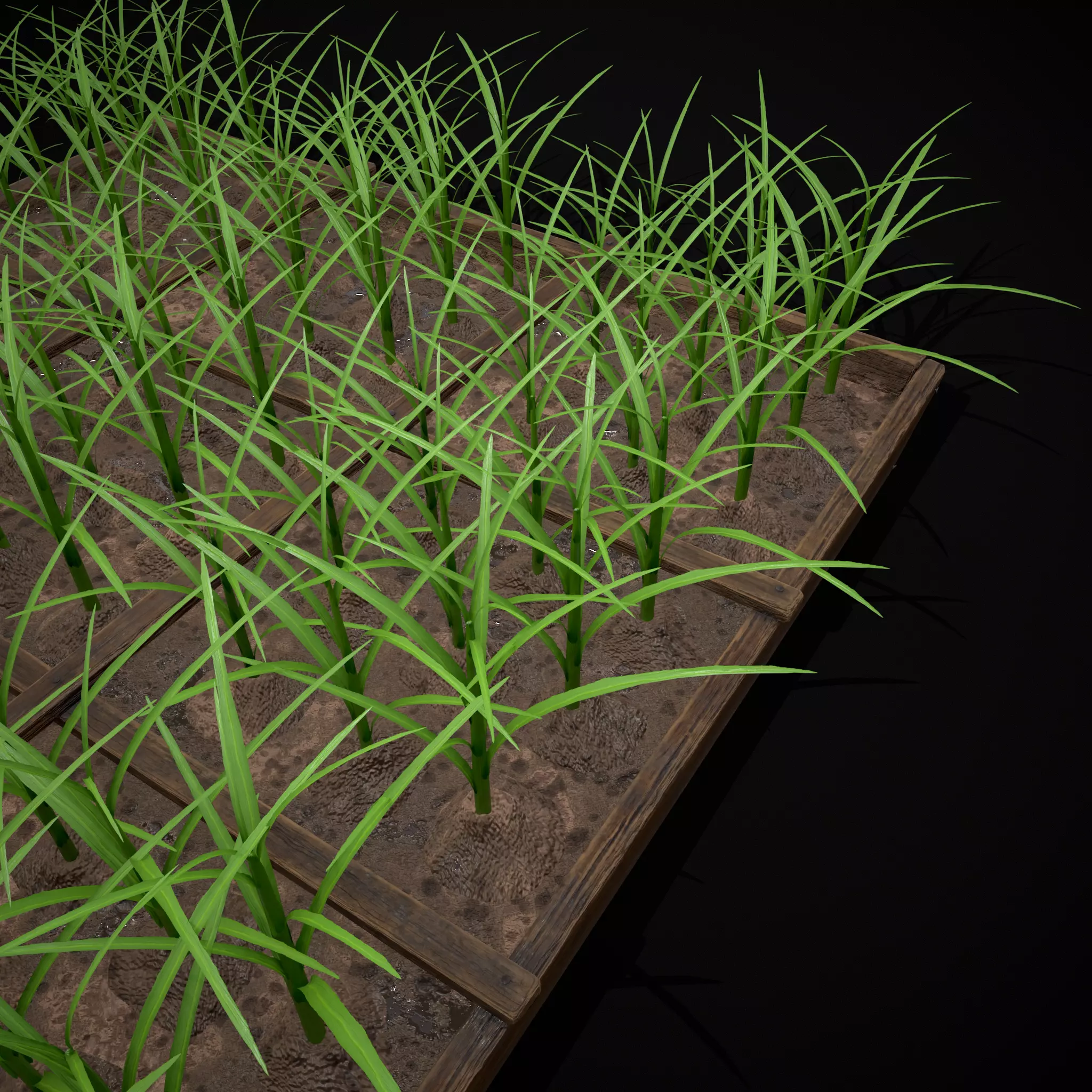 Square Planting Plot with Garlic Low-poly 3D model_35