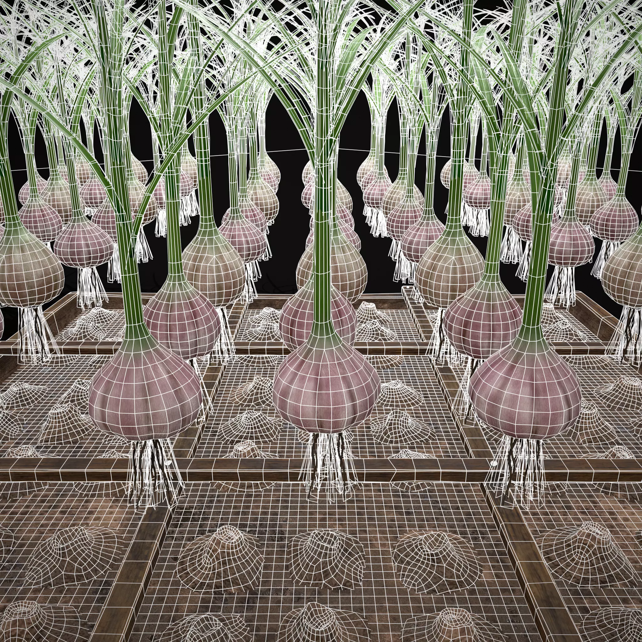 Square Planting Plot with Garlic Low-poly 3D model_21