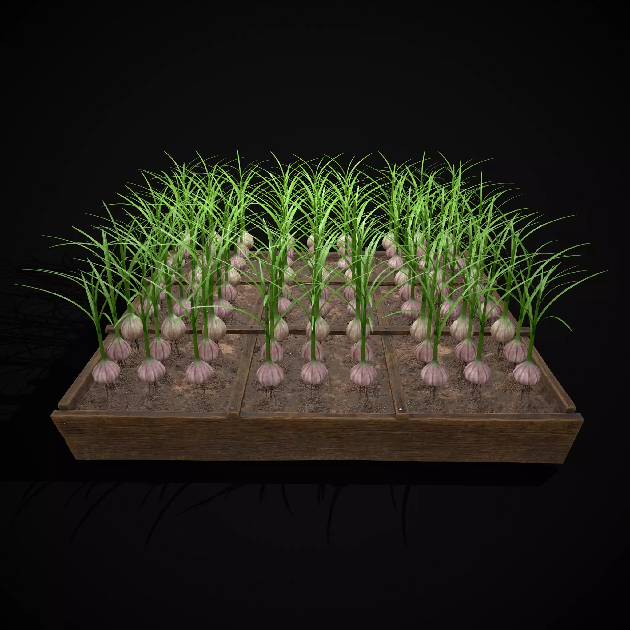 Square Planting Plot with Garlic Low-poly 3D model_16