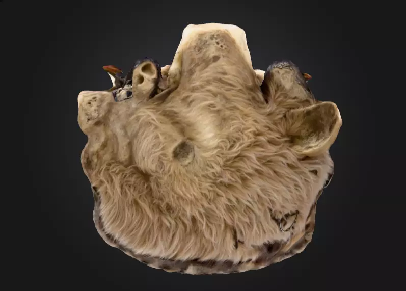 Wolf Spirit Skull Low-poly 3D model_12
