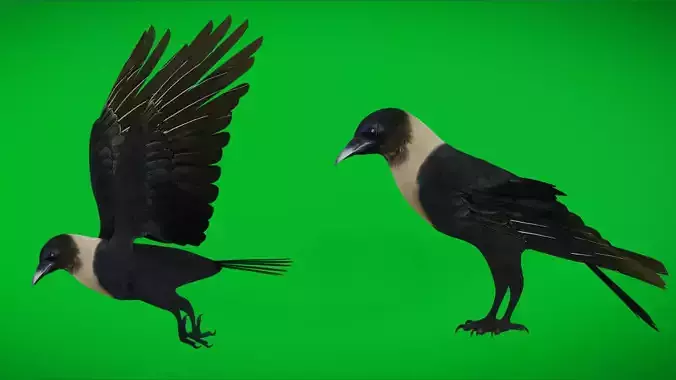 Asian Indian House Crow Bird Low-poly 3D model