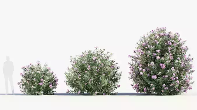 Nerium Oleander 3D Plant SketchUp