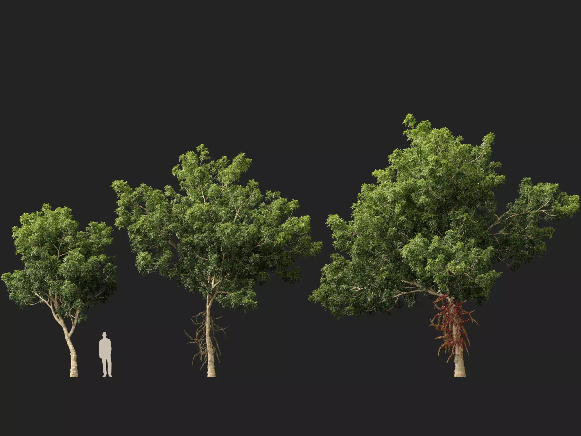 High-LowPoly - Couroupita guianensis - Cannon Ball Tree Low-poly 3D model_3