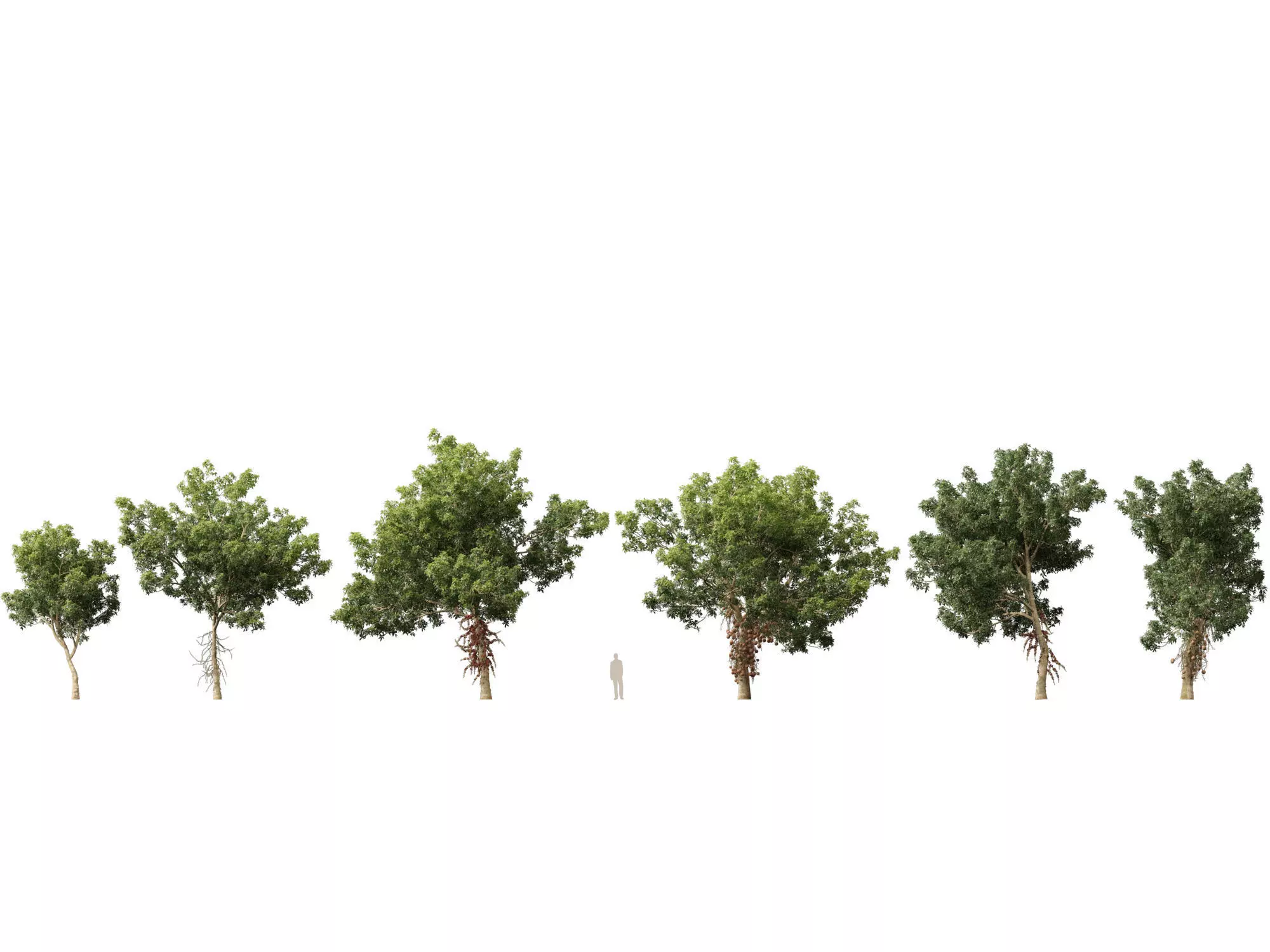 High-LowPoly - Couroupita guianensis - Cannon Ball Tree Low-poly 3D model_0