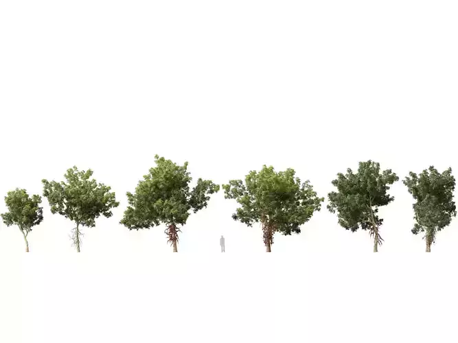 High-LowPoly - Couroupita guianensis - Cannon Ball Tree