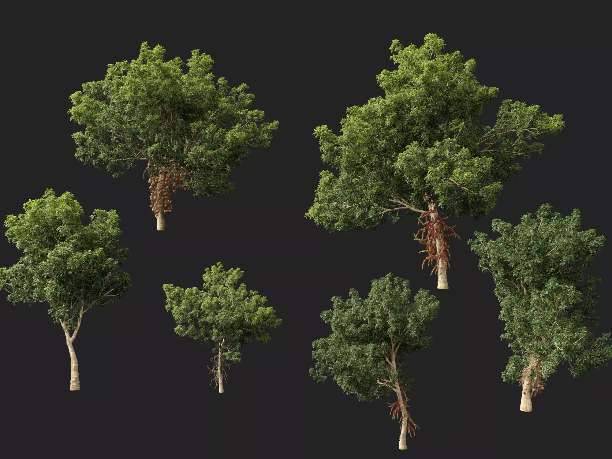 High-LowPoly - Couroupita guianensis - Cannon Ball Tree Low-poly 3D model_7