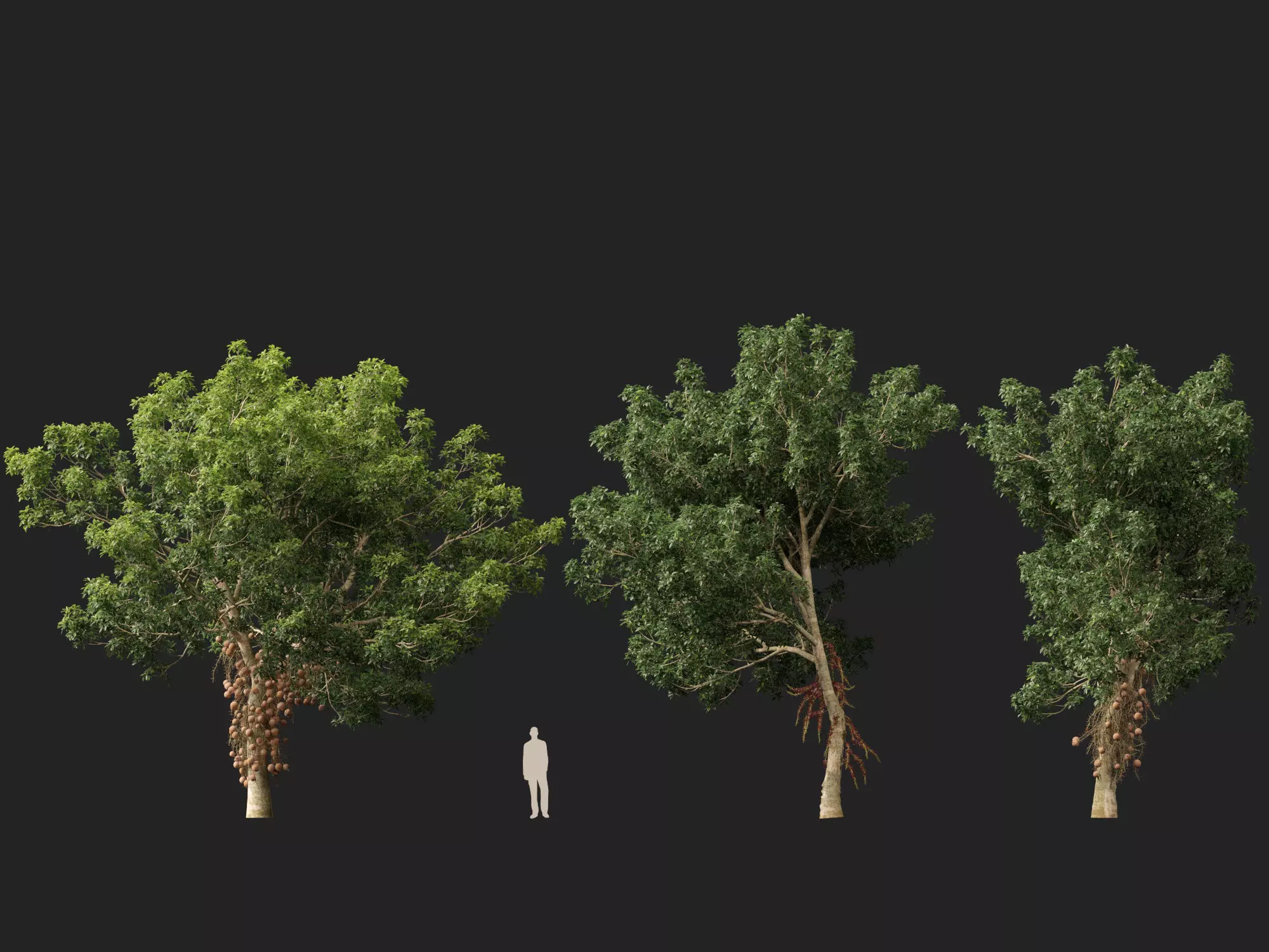 High-LowPoly - Couroupita guianensis - Cannon Ball Tree Low-poly 3D model_5