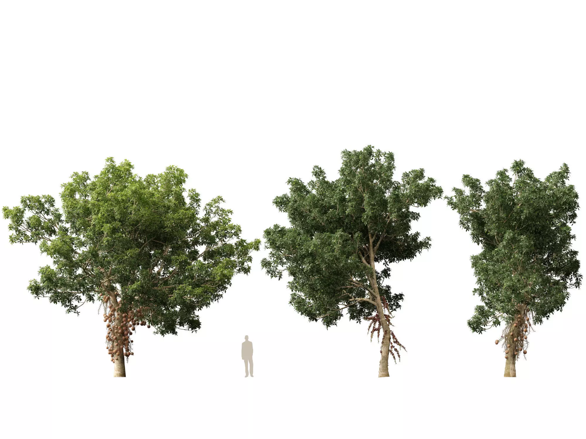 High-LowPoly - Couroupita guianensis - Cannon Ball Tree Low-poly 3D model_4