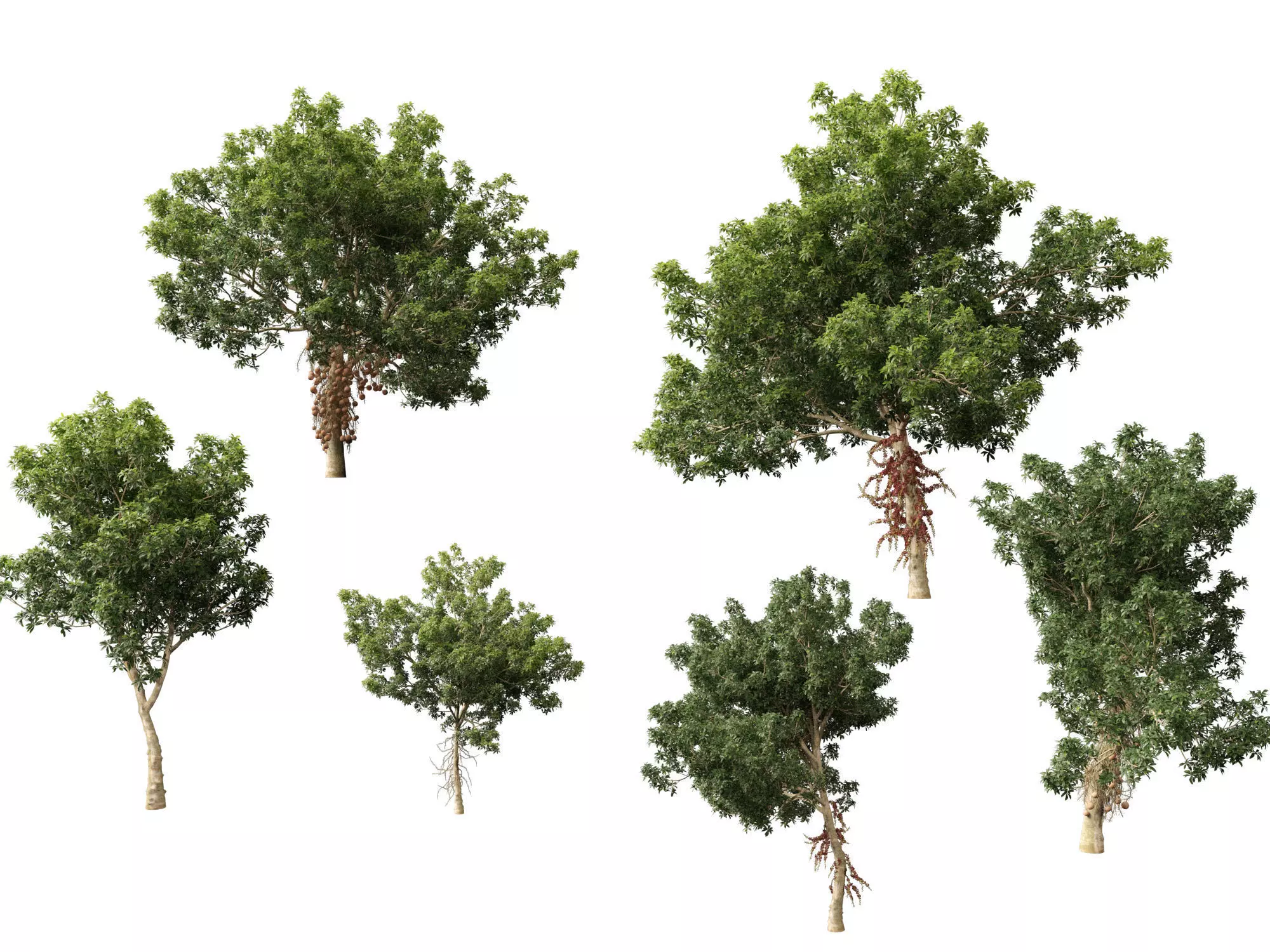 High-LowPoly - Couroupita guianensis - Cannon Ball Tree Low-poly 3D model_6