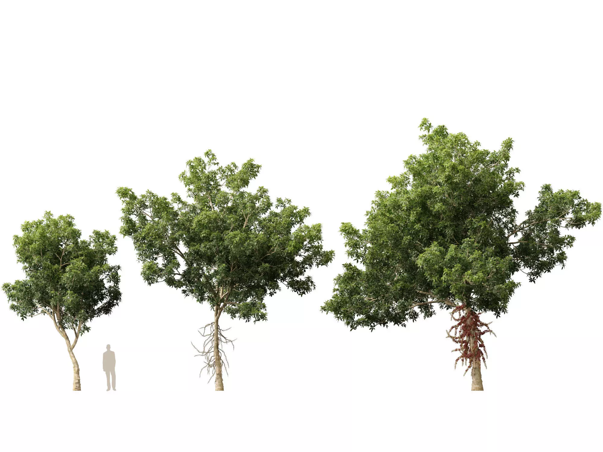 High-LowPoly - Couroupita guianensis - Cannon Ball Tree Low-poly 3D model_2