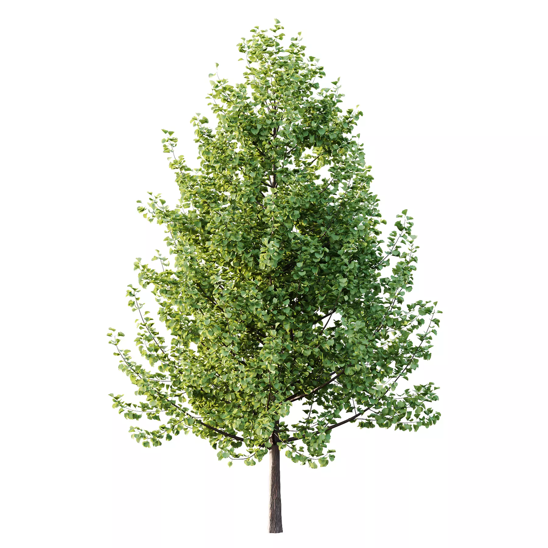 Different Trees 53 3D model_3