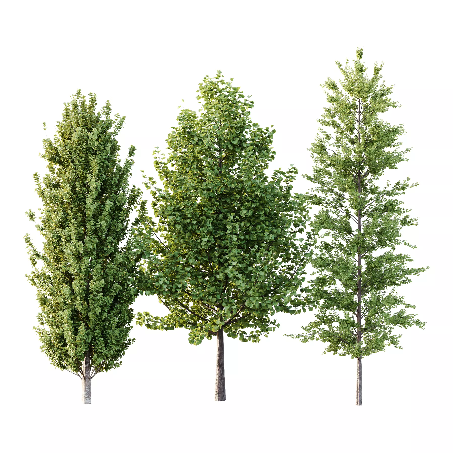 Different Trees 53 3D model_0