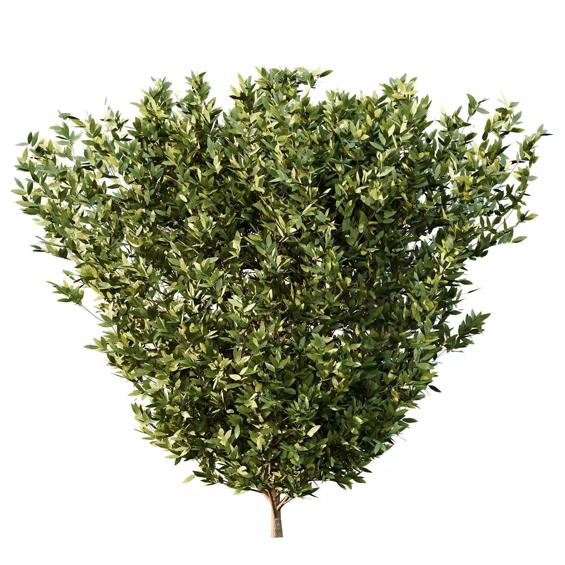 Excellent collection of Bush plants 27 Different Models 001 _17