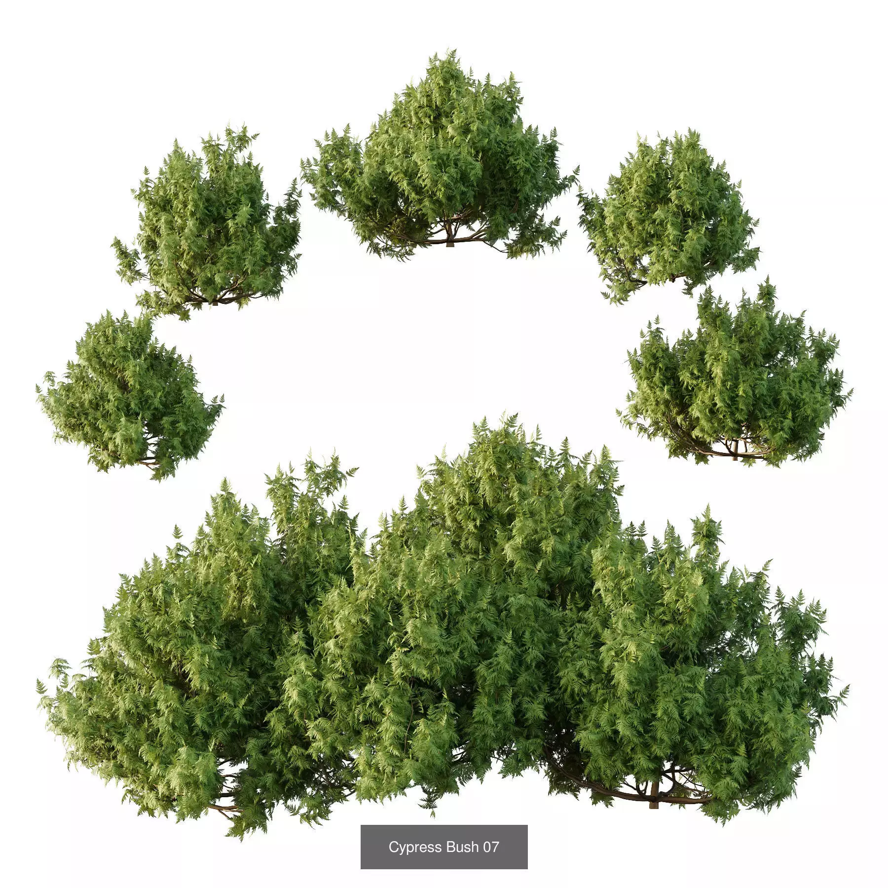 Excellent collection of Bush plants 27 Different Models 001 _2