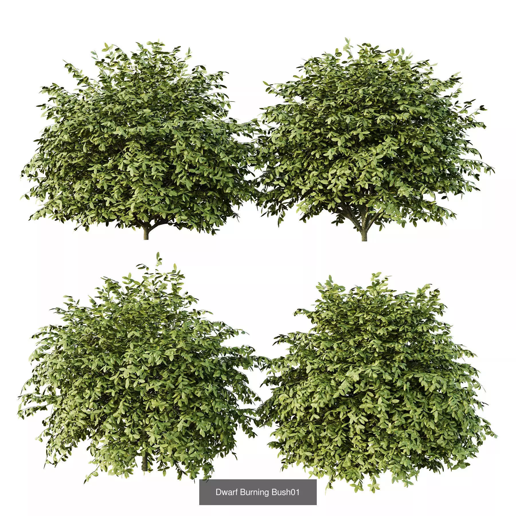 Excellent collection of Bush plants 27 Different Models 001 _5