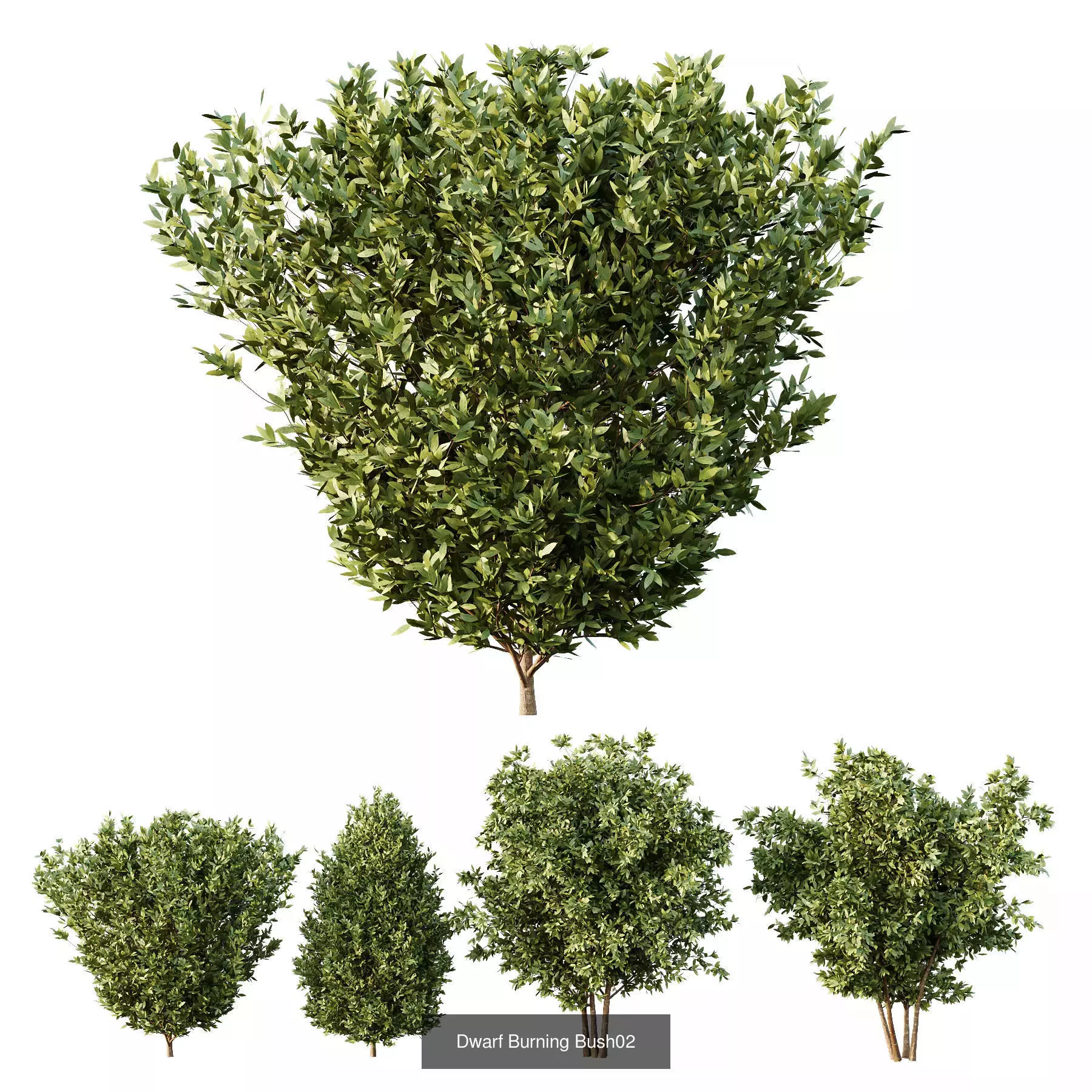 Excellent collection of Bush plants 27 Different Models 001 _7