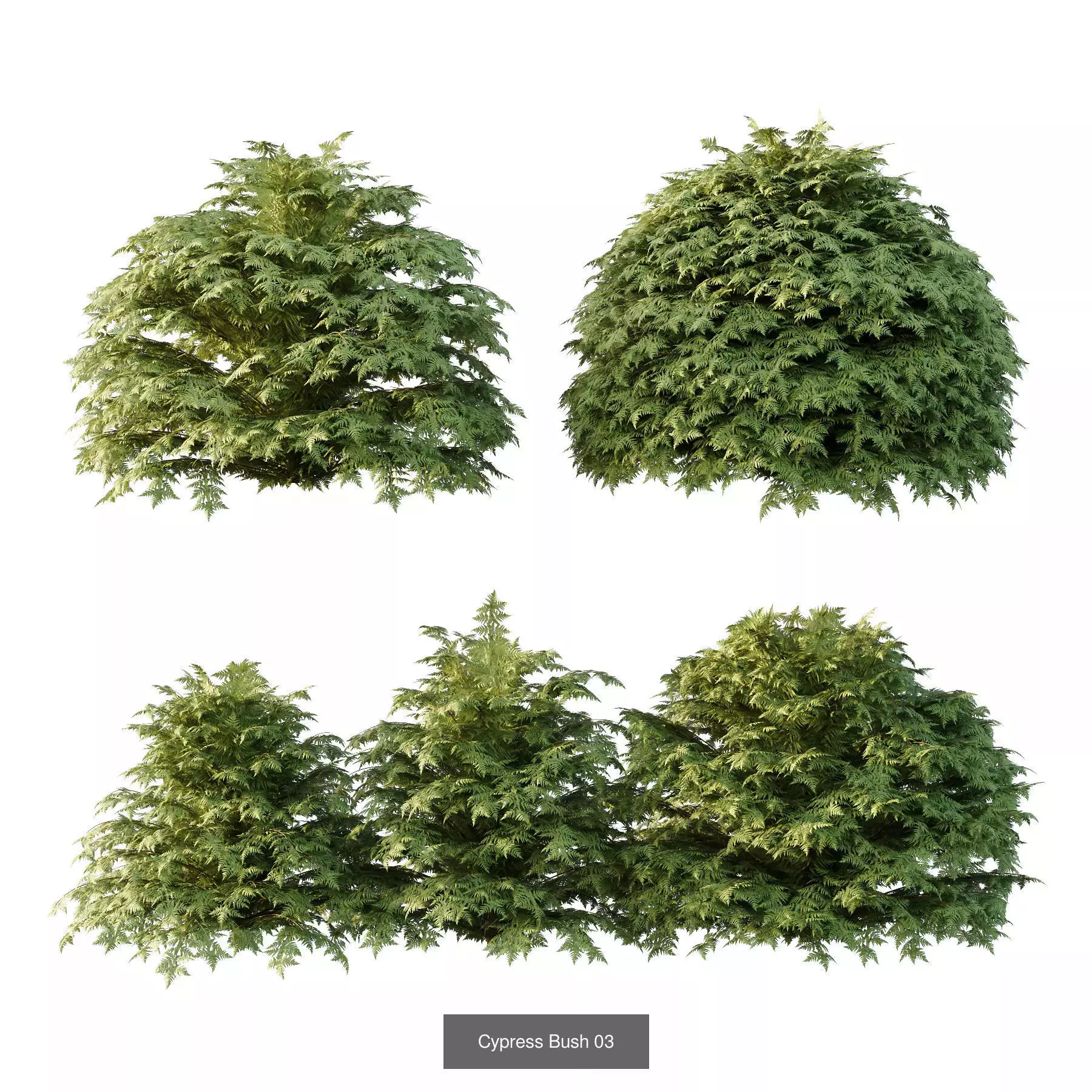 Excellent collection of Bush plants 27 Different Models 001 _6