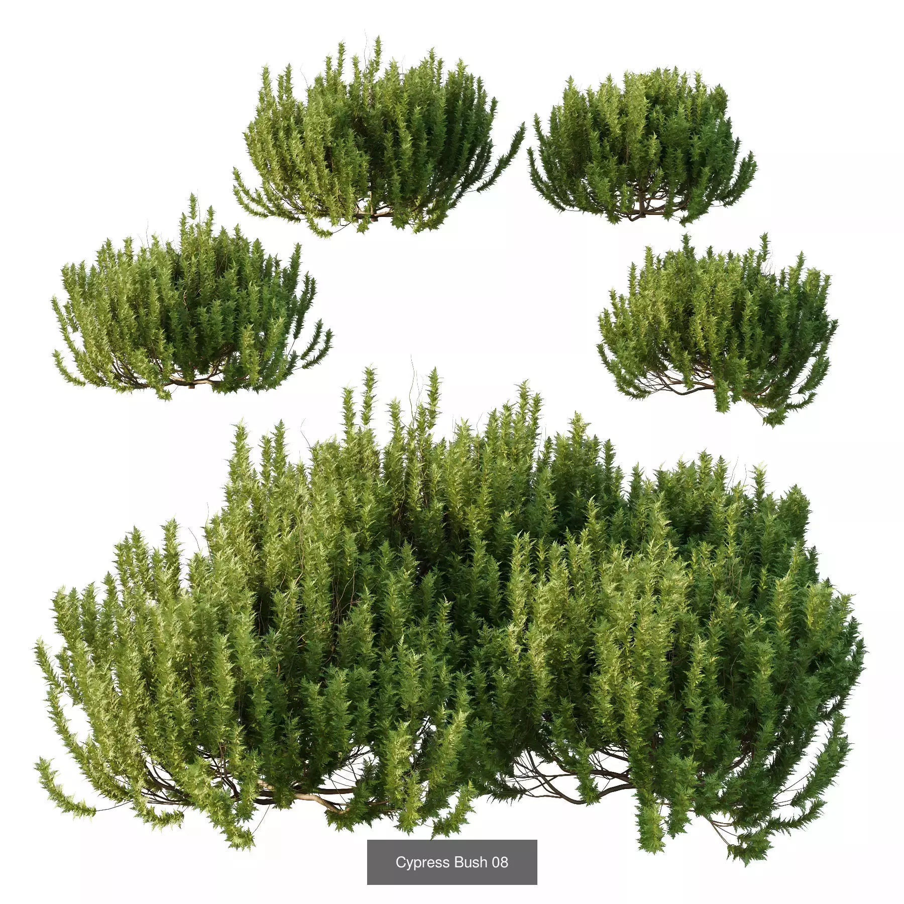 Excellent collection of Bush plants 27 Different Models 001 _4