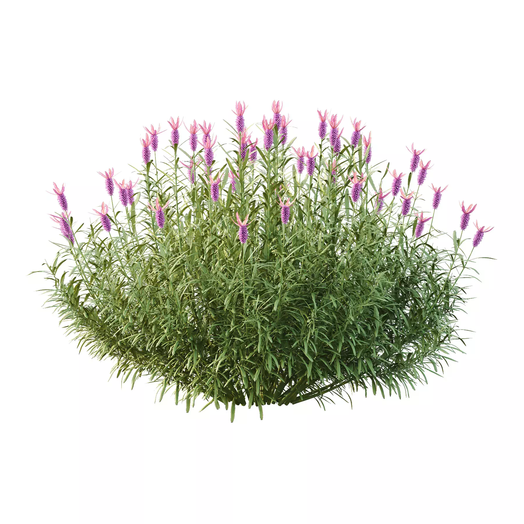 Excellent collection of Bush plants 25 Different Models 002 _13