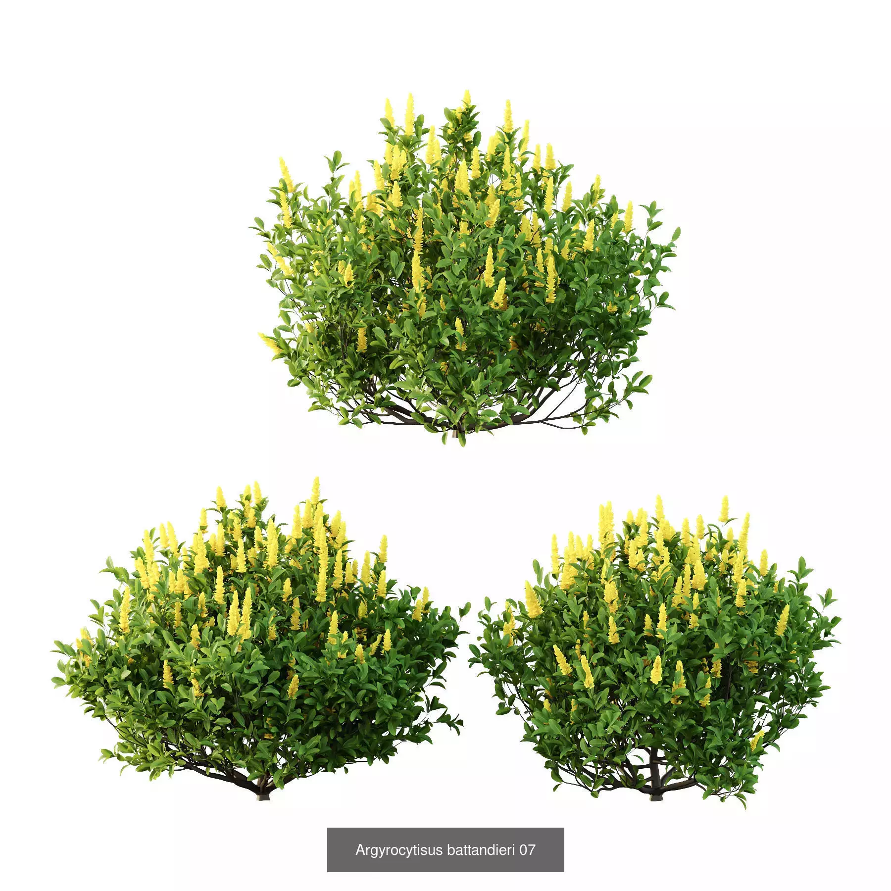 Excellent collection of Bush plants 25 Different Models 002 _2