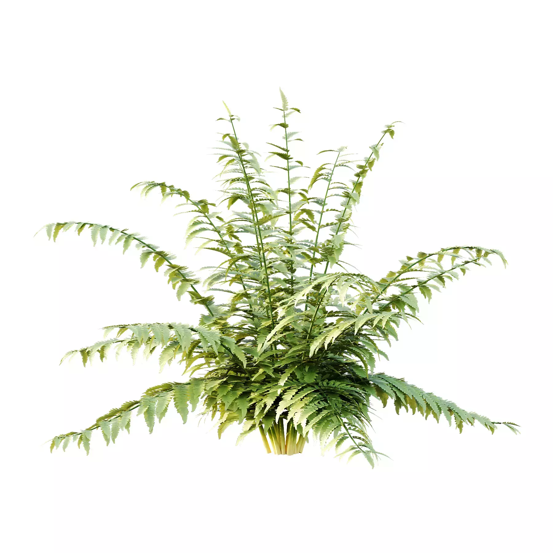 Excellent collection of Bush plants 25 Different Models 002 _11