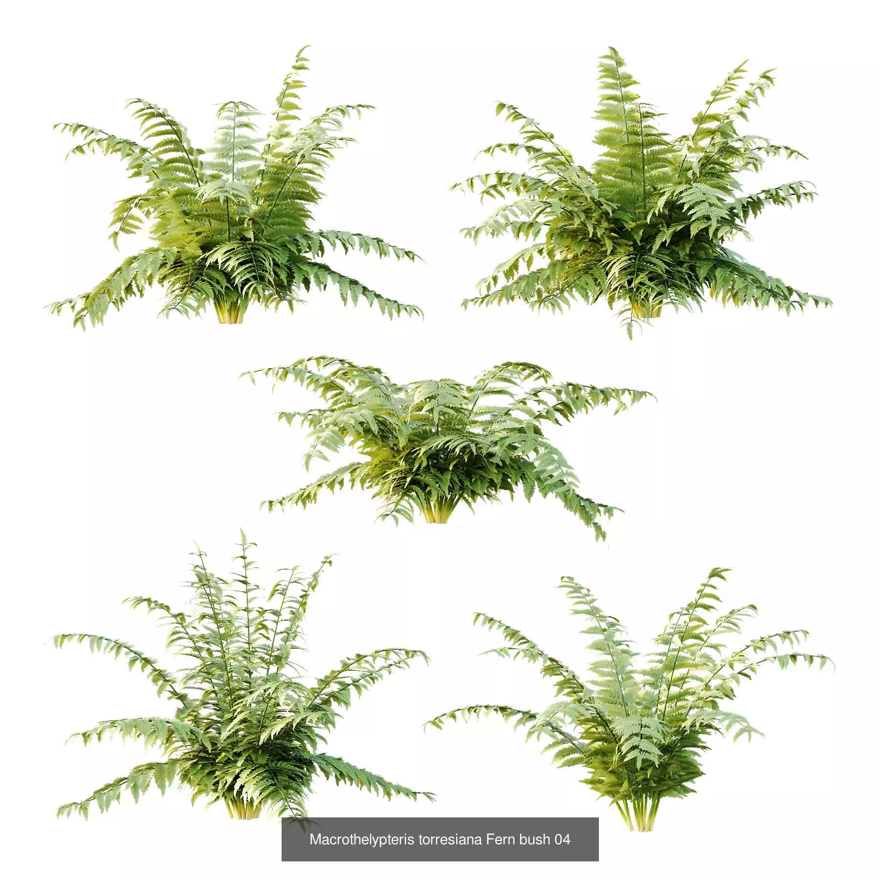 Excellent collection of Bush plants 25 Different Models 002 _6