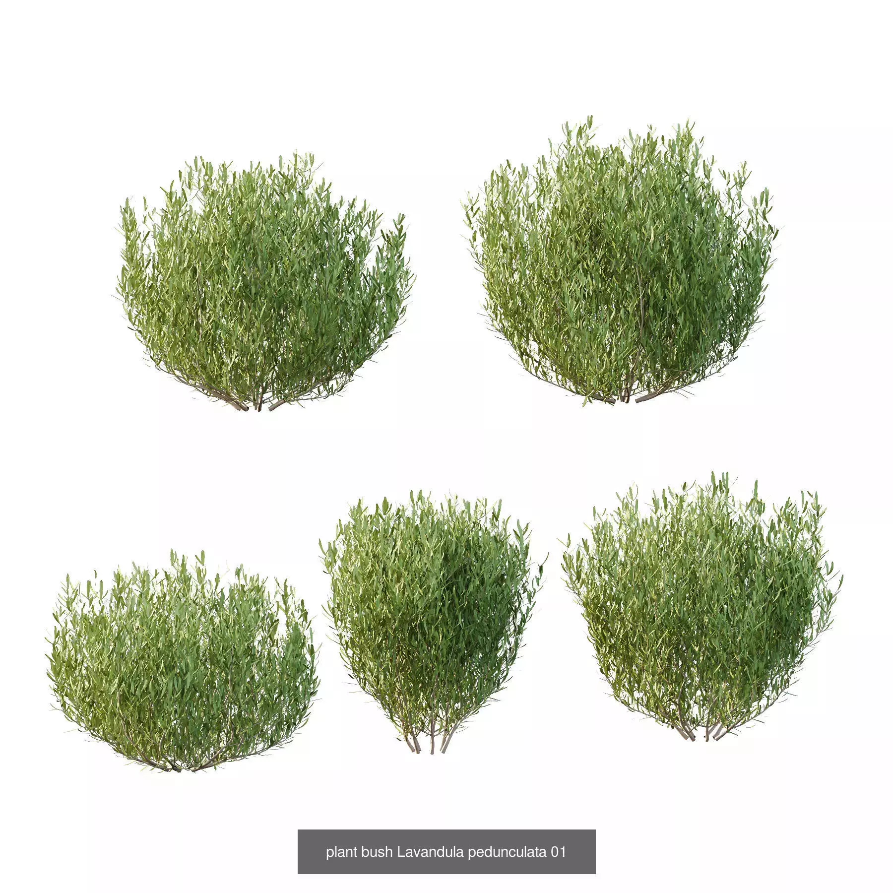 Excellent collection of Bush plants 25 Different Models 002 _4