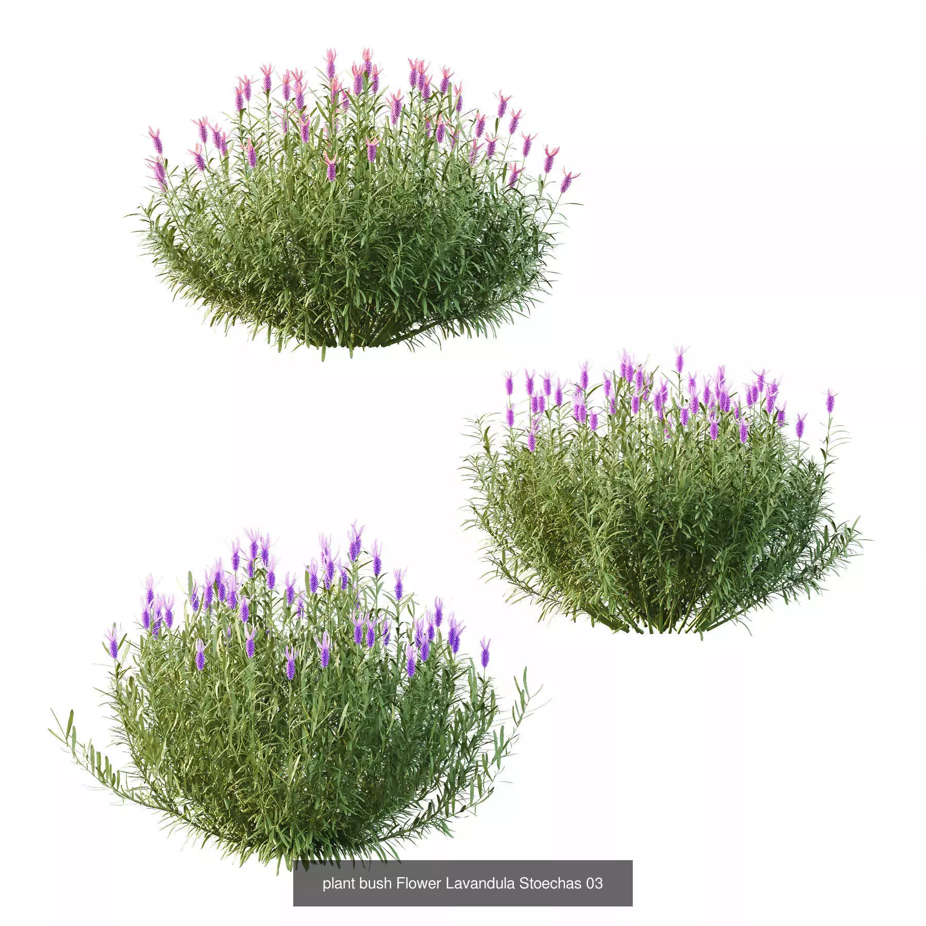 Excellent collection of Bush plants 25 Different Models 002 _7