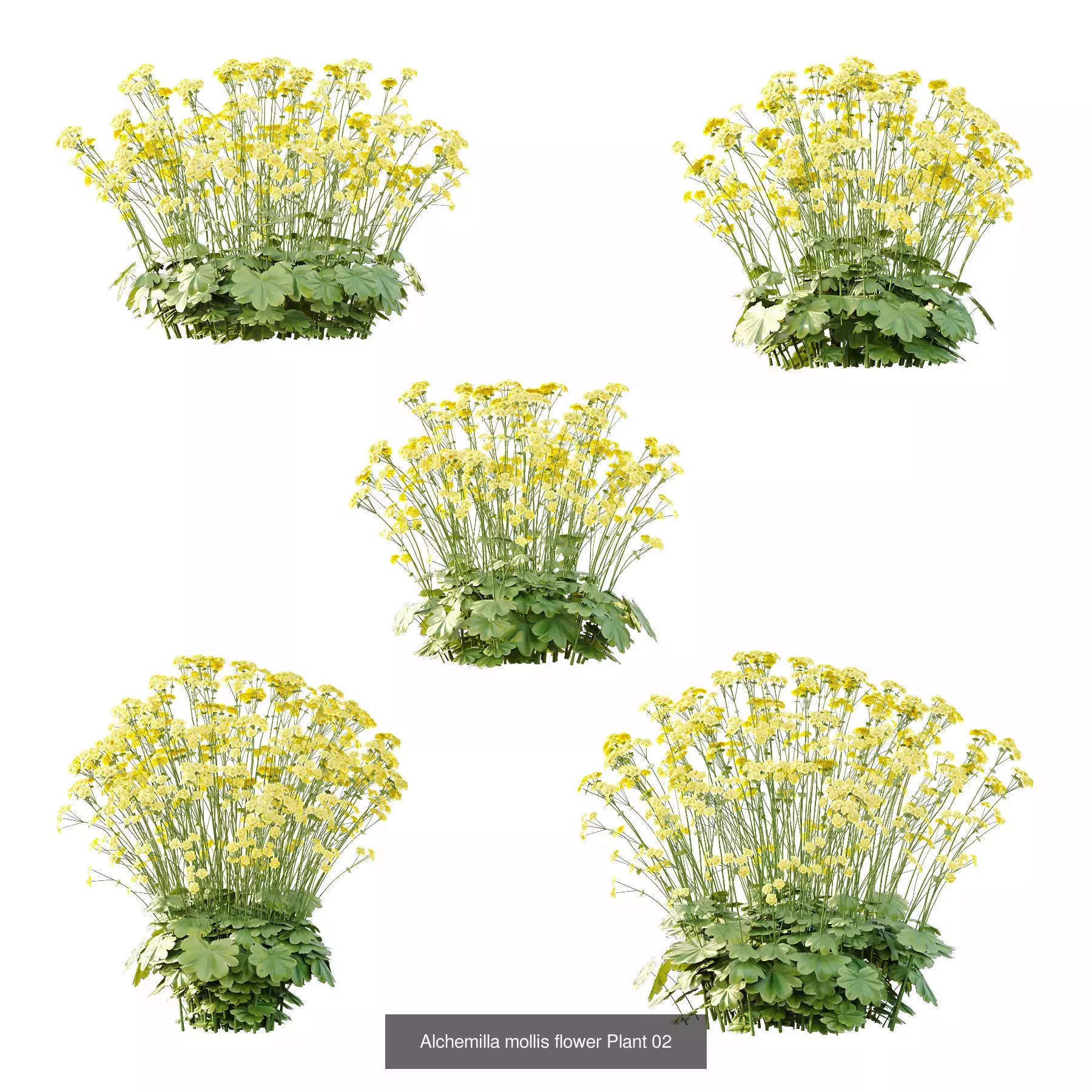 Excellent collection of Bush plants 25 Different Models 002 _3