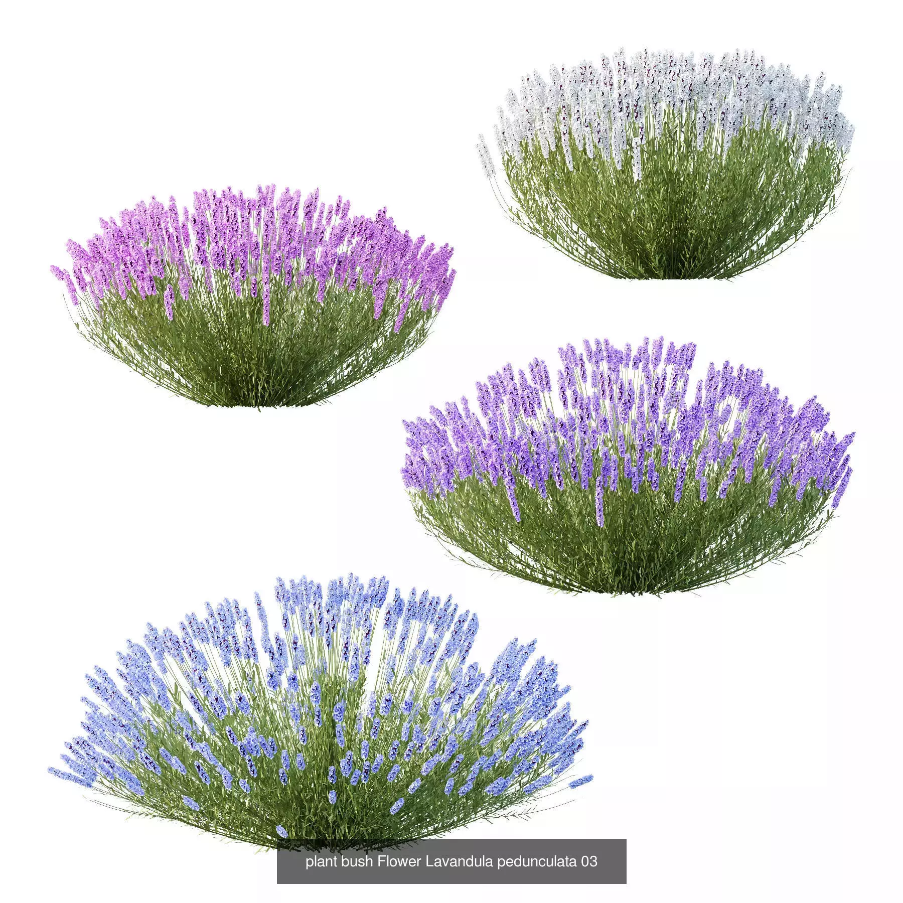 Excellent collection of Bush plants 25 Different Models 002 _5