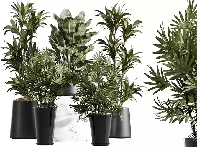 AV Indoor Plants Set 318 Palm ParadiseBird Warneckii
