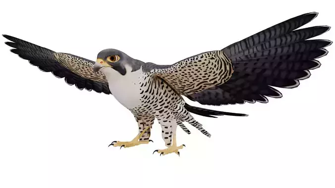 Peregrine Falcon 3D model