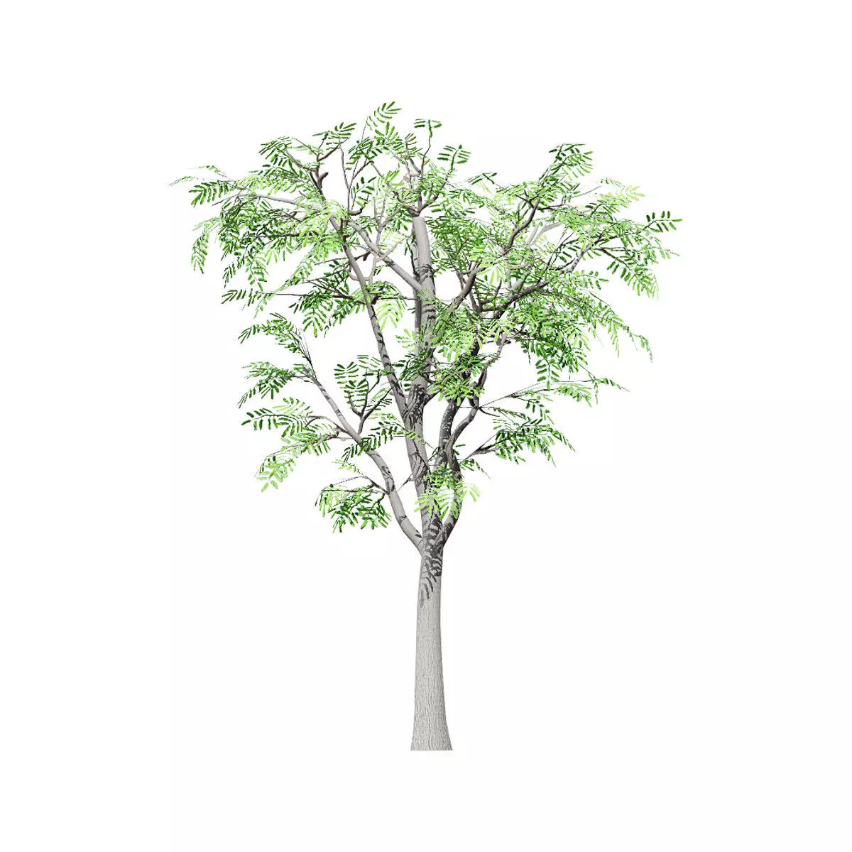 Realistic South African Vegetation 3D Models 3D Model Collection_90