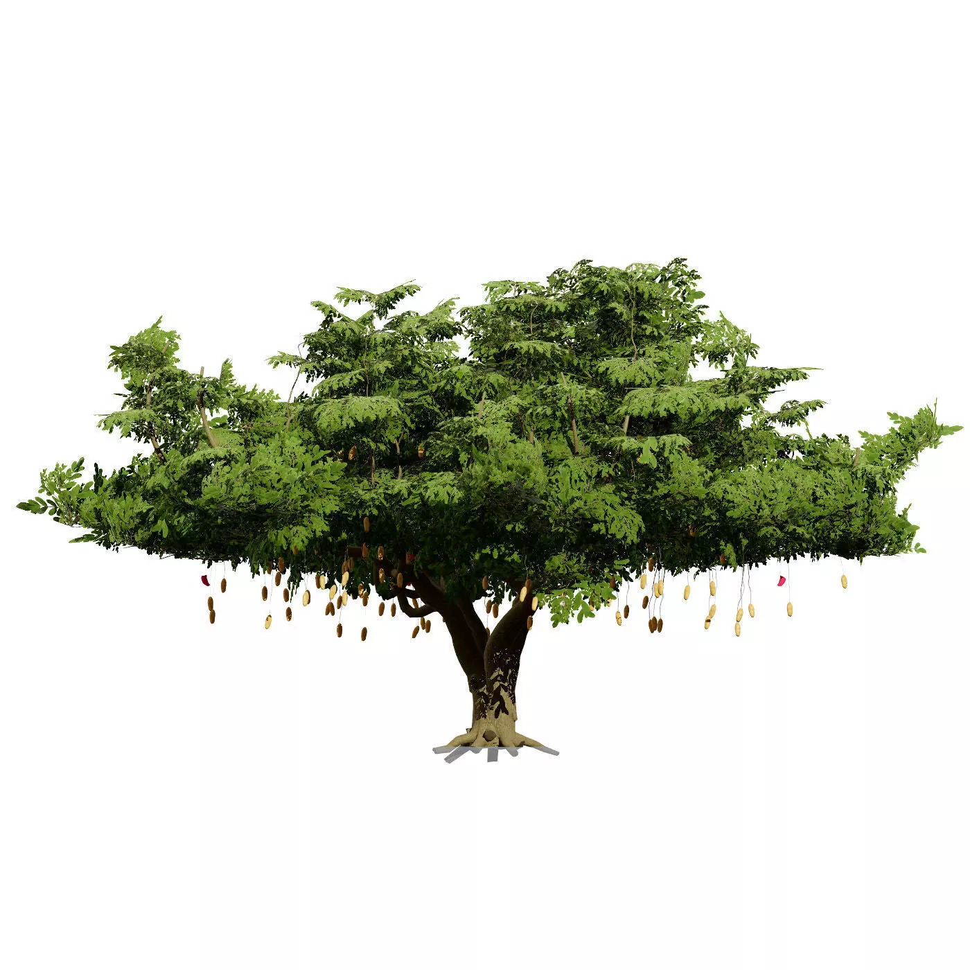 Realistic South African Vegetation 3D Models 3D Model Collection_72