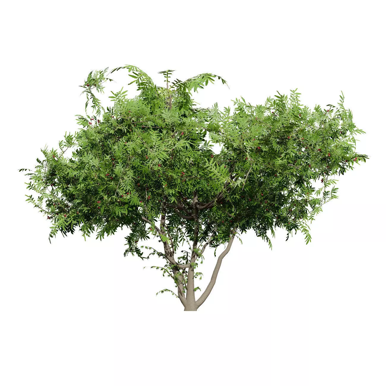 Realistic South African Vegetation 3D Models 3D Model Collection_76