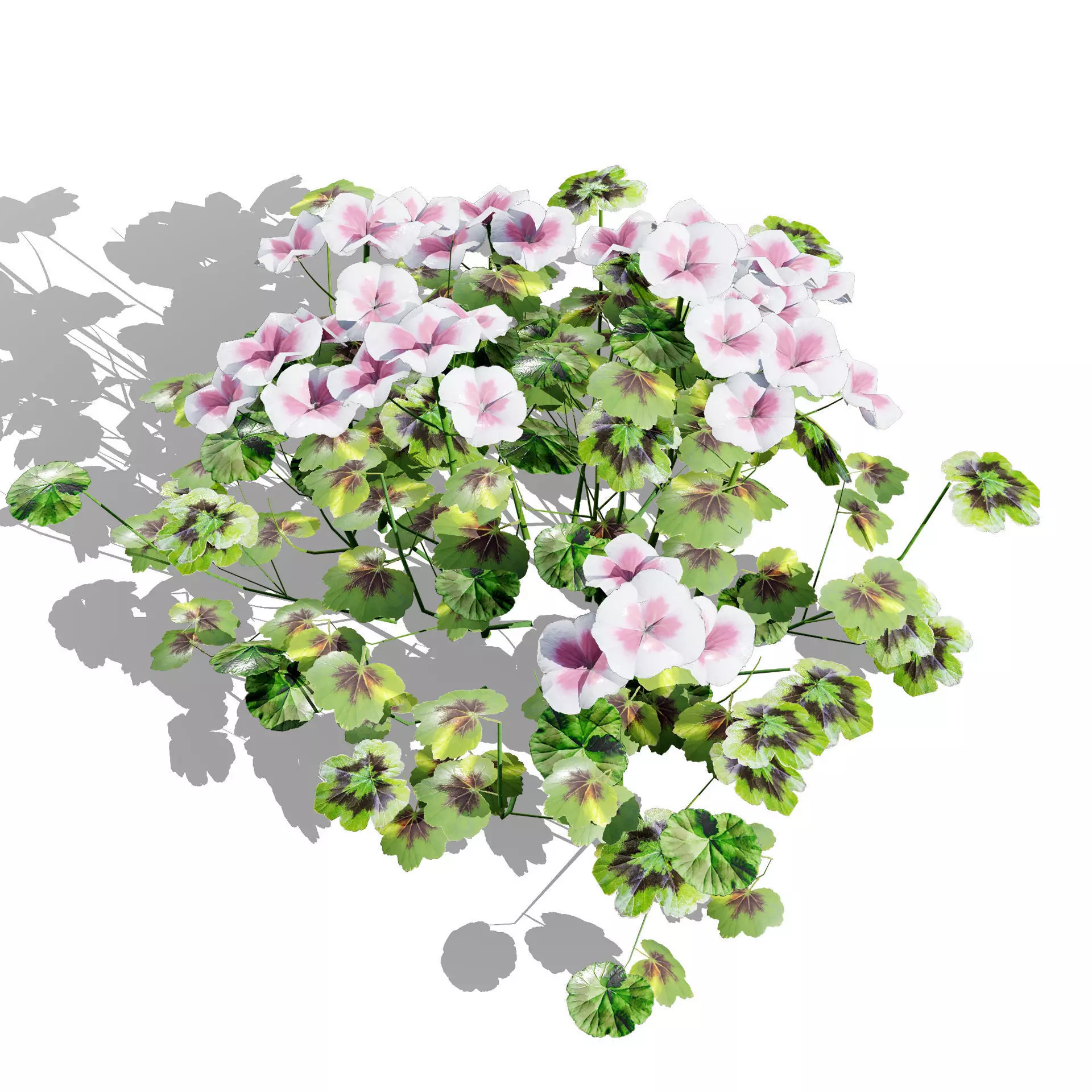 Realistic South African Vegetation 3D Models 3D Model Collection_127