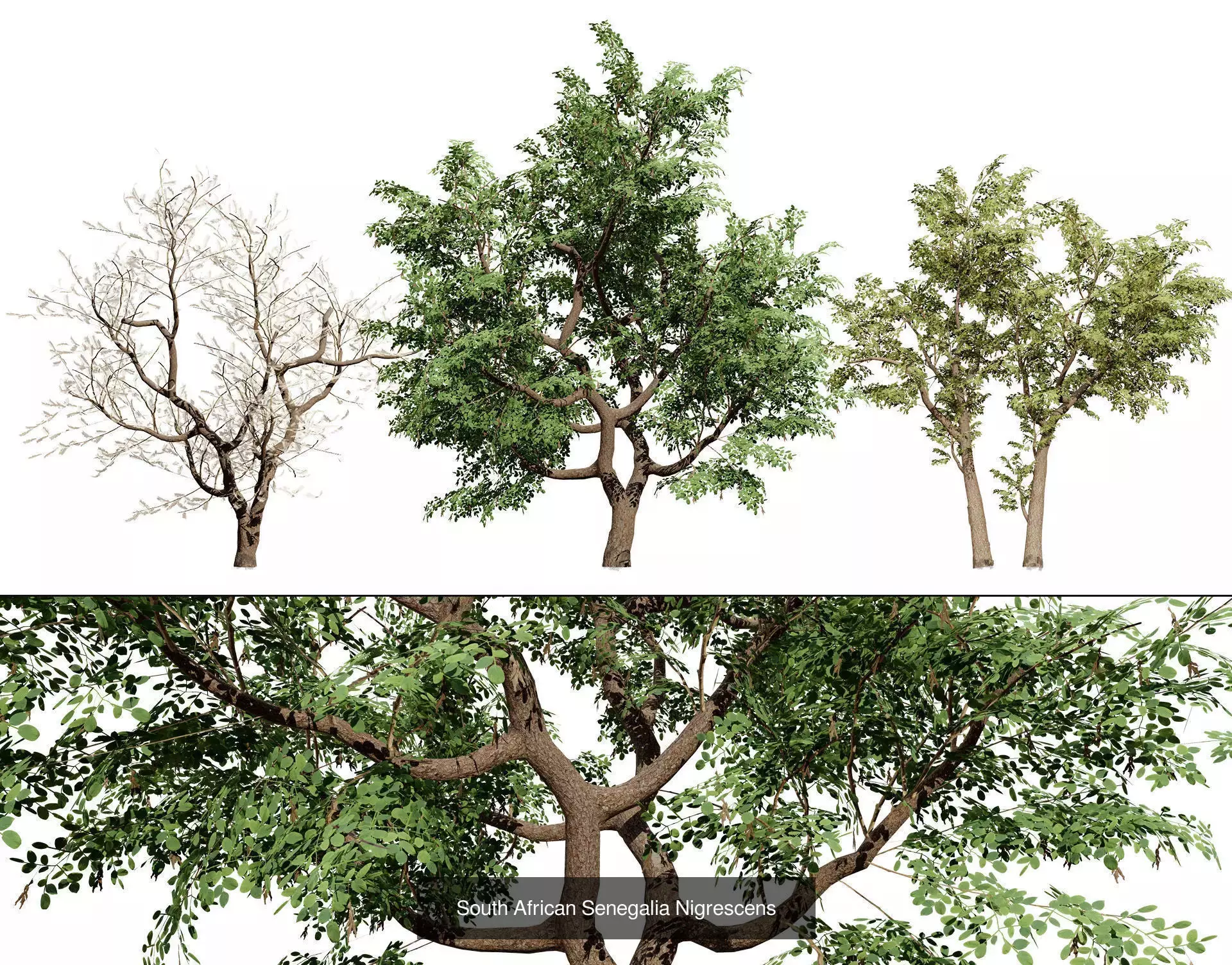 Realistic South African Vegetation 3D Models 3D Model Collection_40