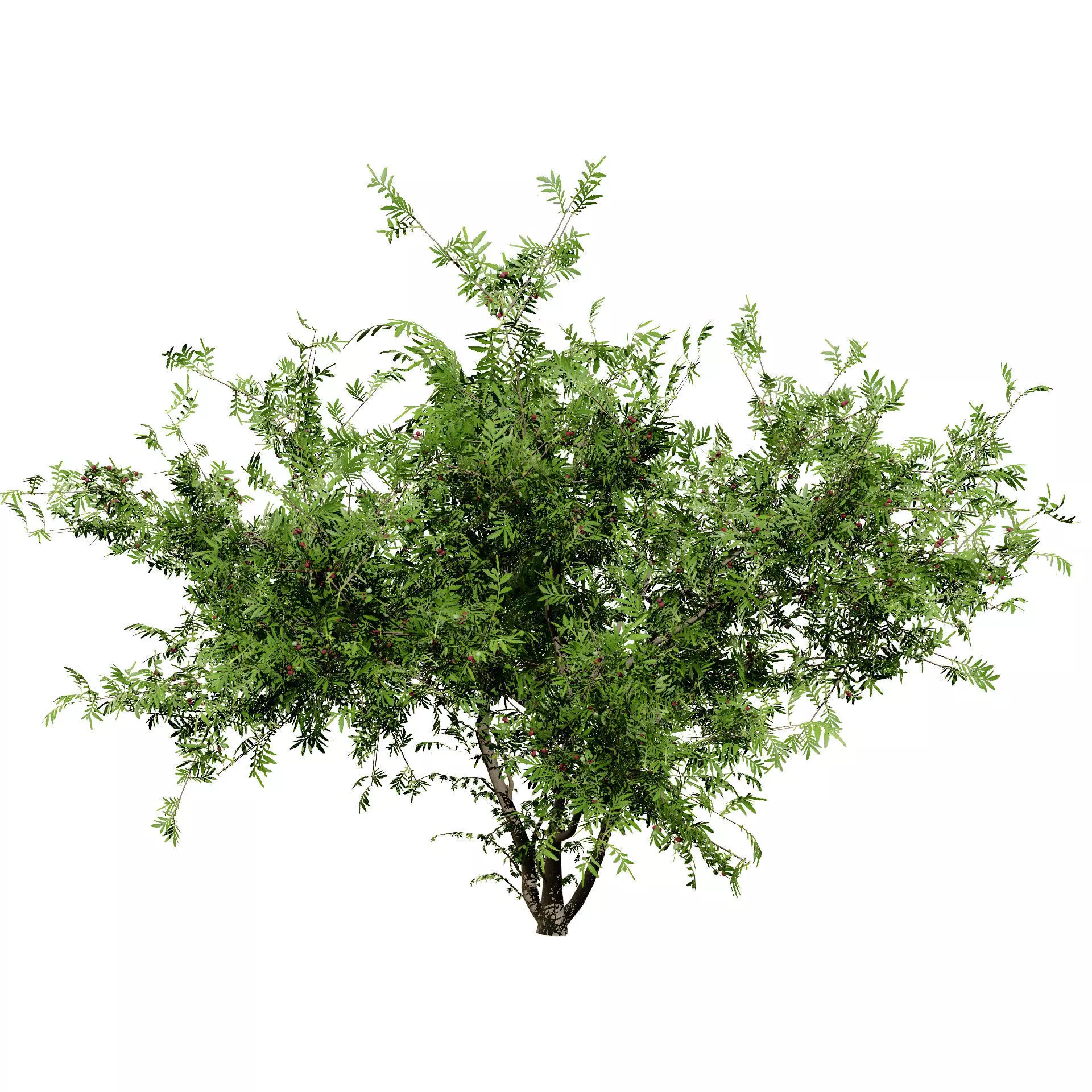 Realistic South African Vegetation 3D Models 3D Model Collection_130