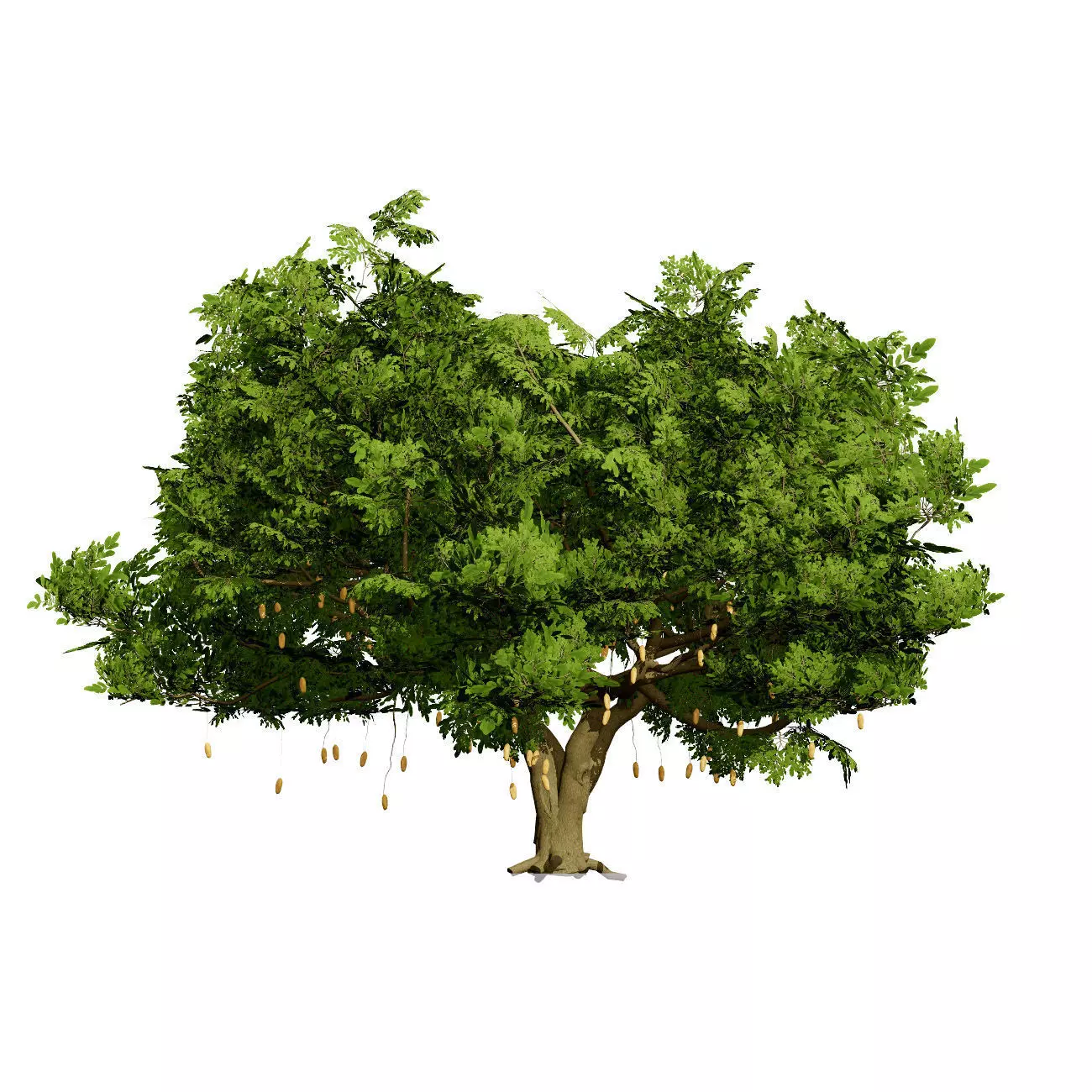 Realistic South African Vegetation 3D Models 3D Model Collection_100