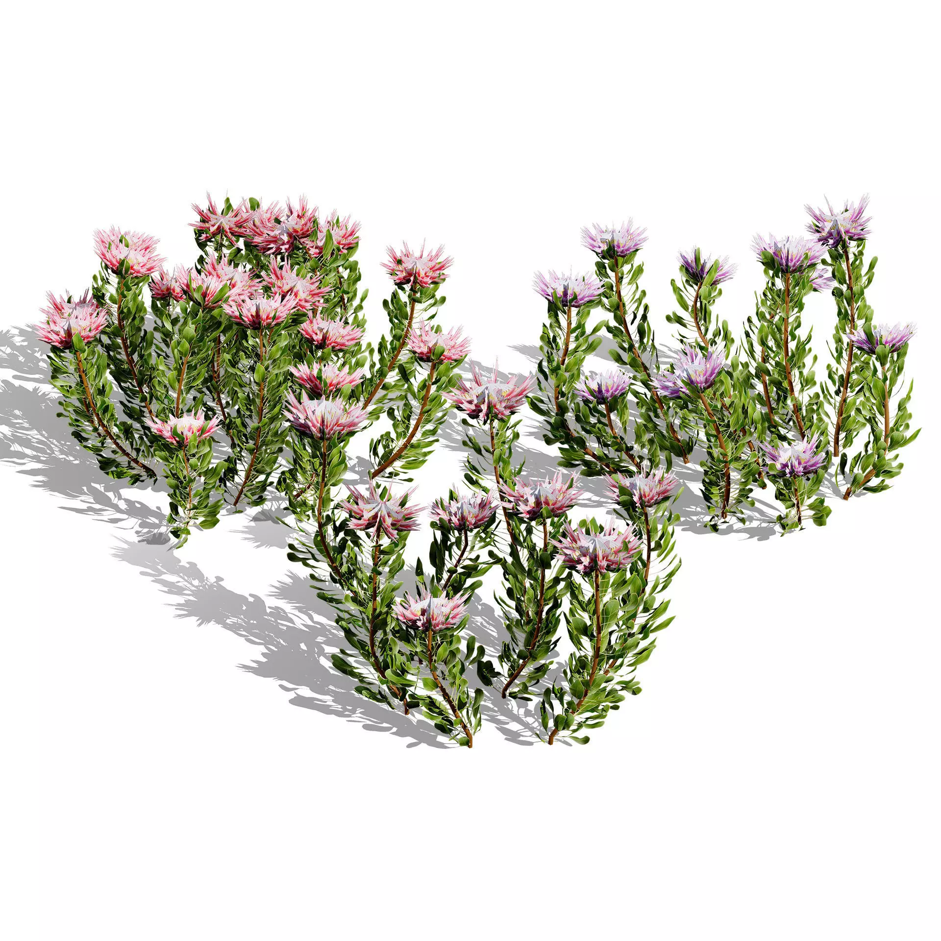 Realistic South African Vegetation 3D Models 3D Model Collection_91