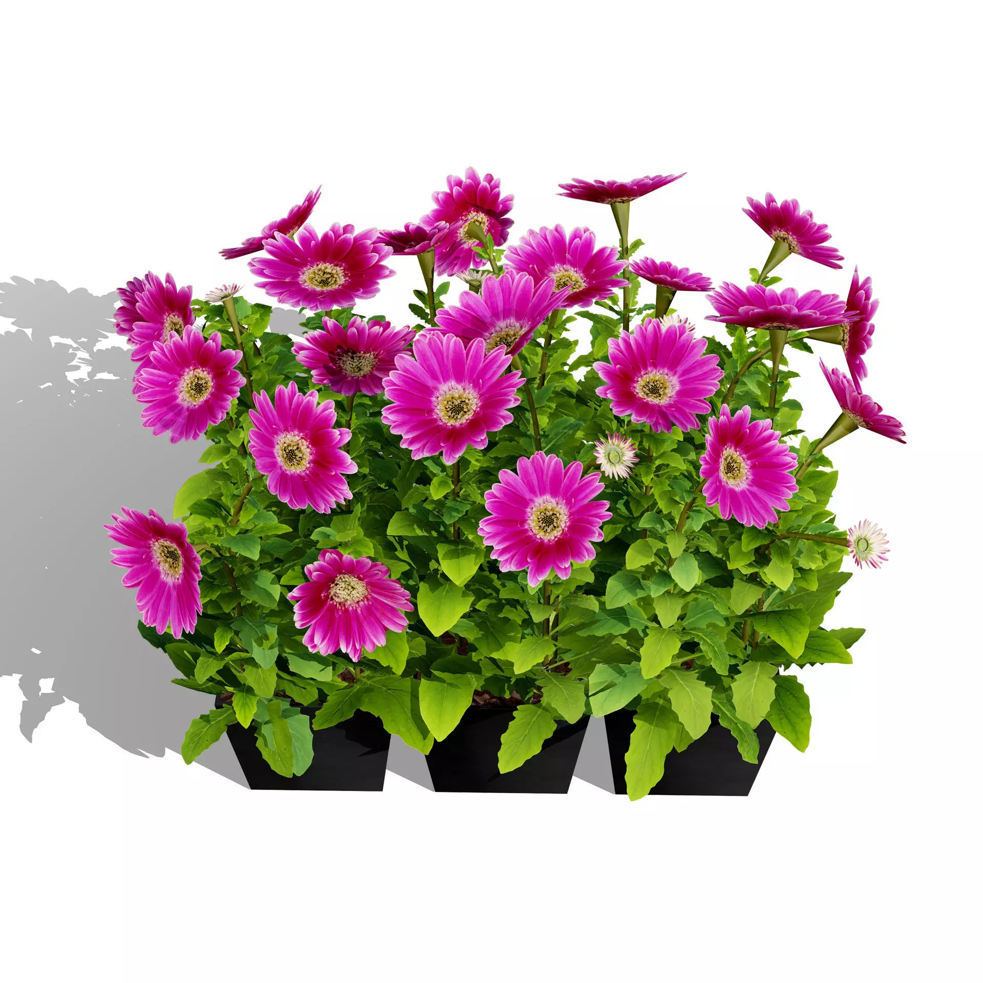 Realistic South African Vegetation 3D Models 3D Model Collection_93