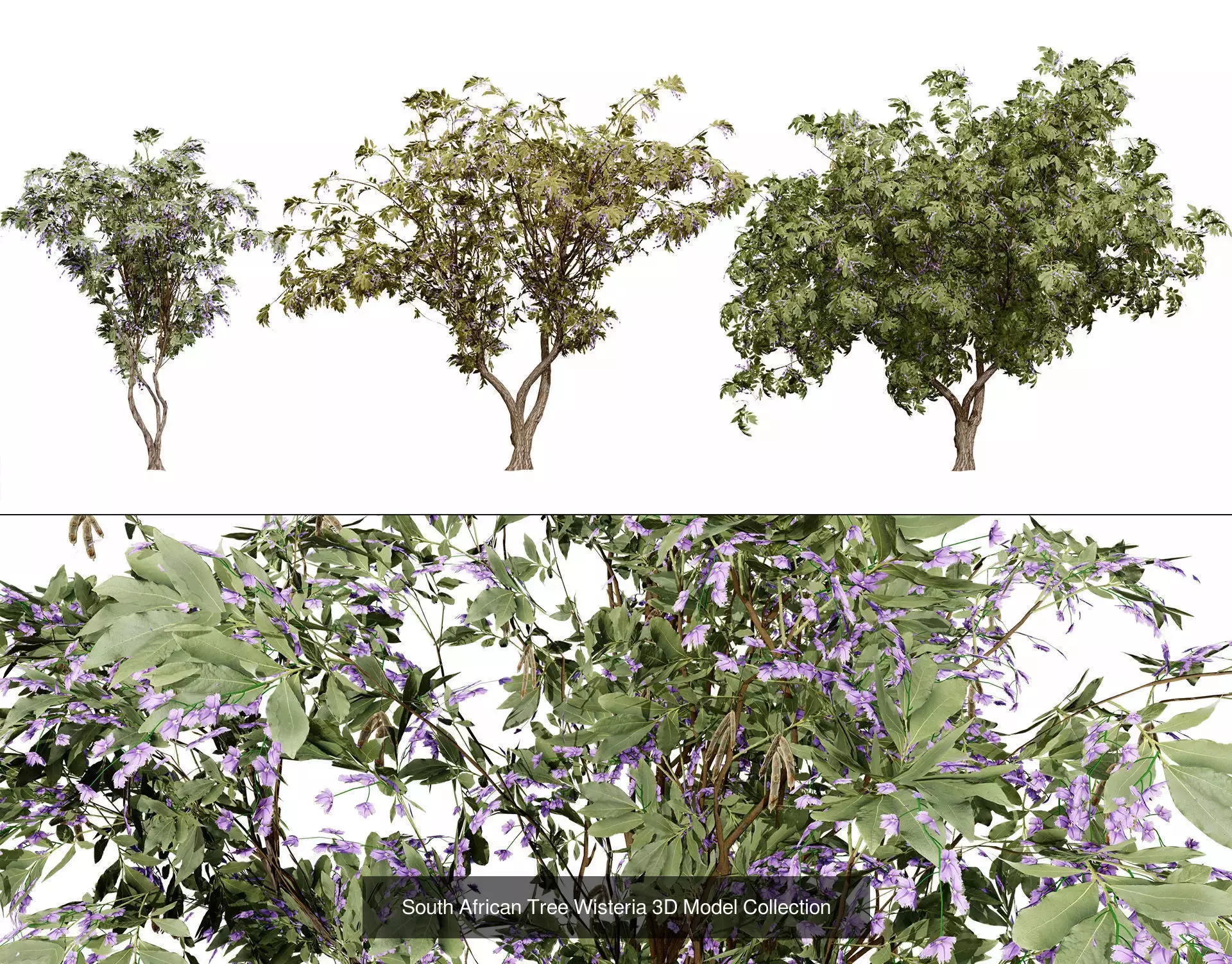 Realistic South African Vegetation 3D Models 3D Model Collection_52