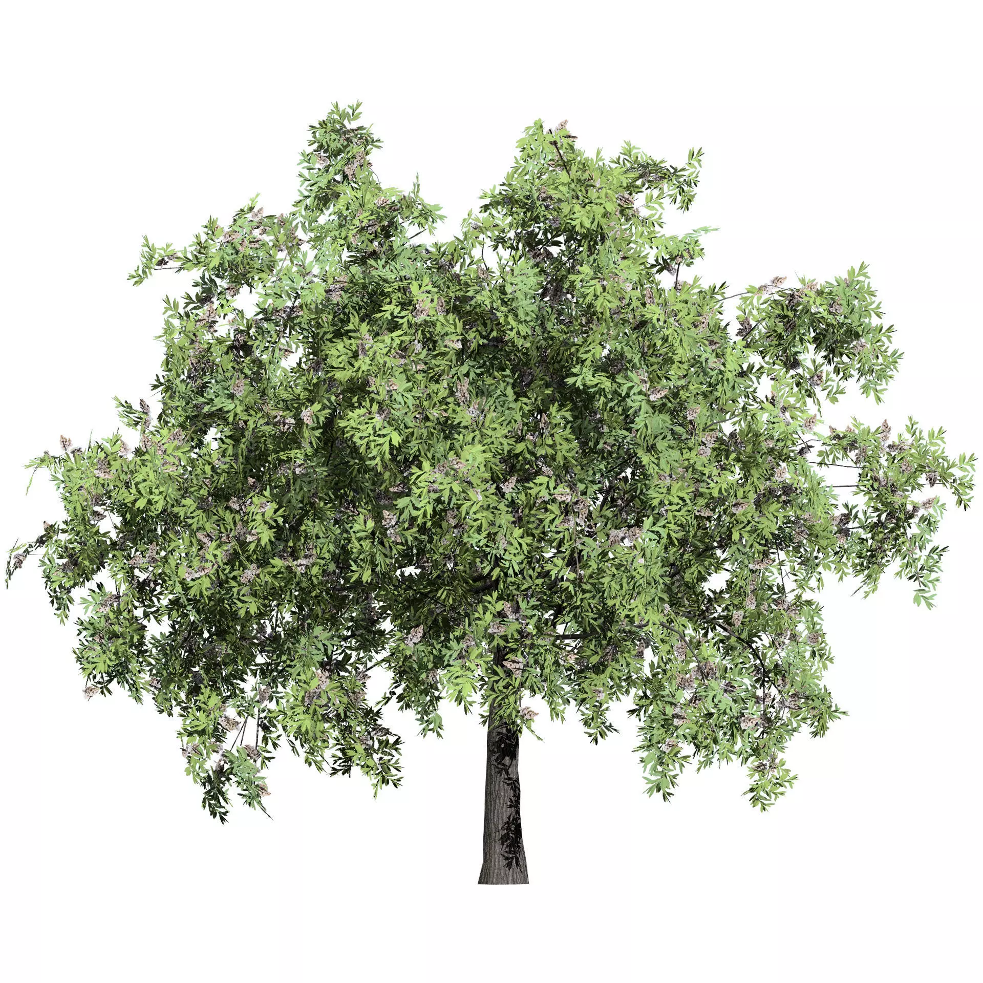 Realistic South African Vegetation 3D Models 3D Model Collection_125