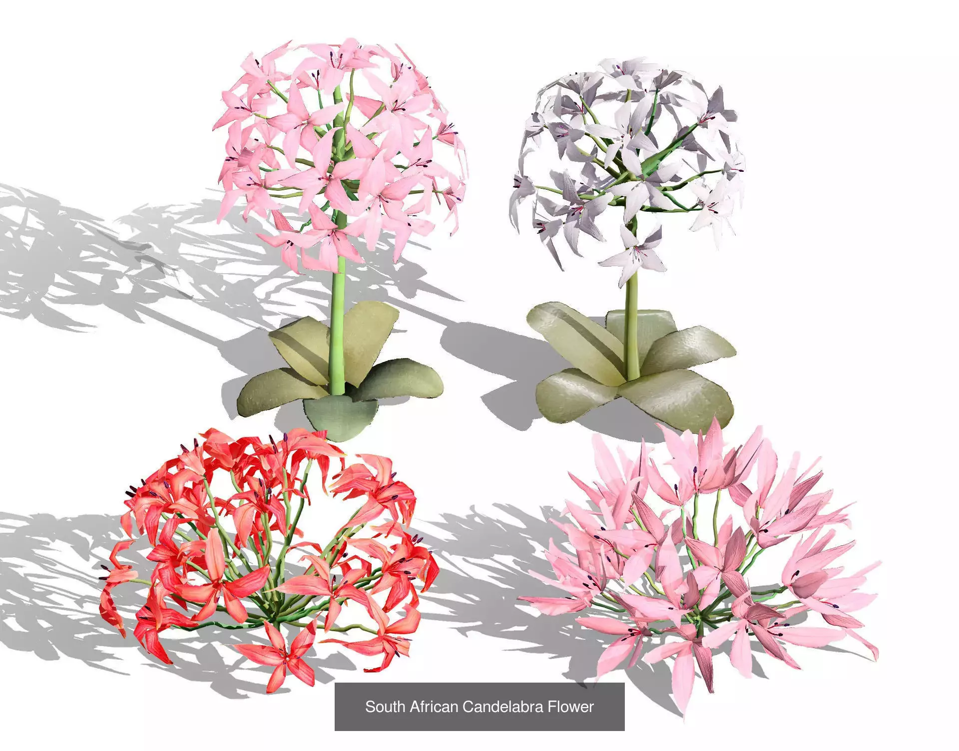 Realistic South African Vegetation 3D Models 3D Model Collection_43