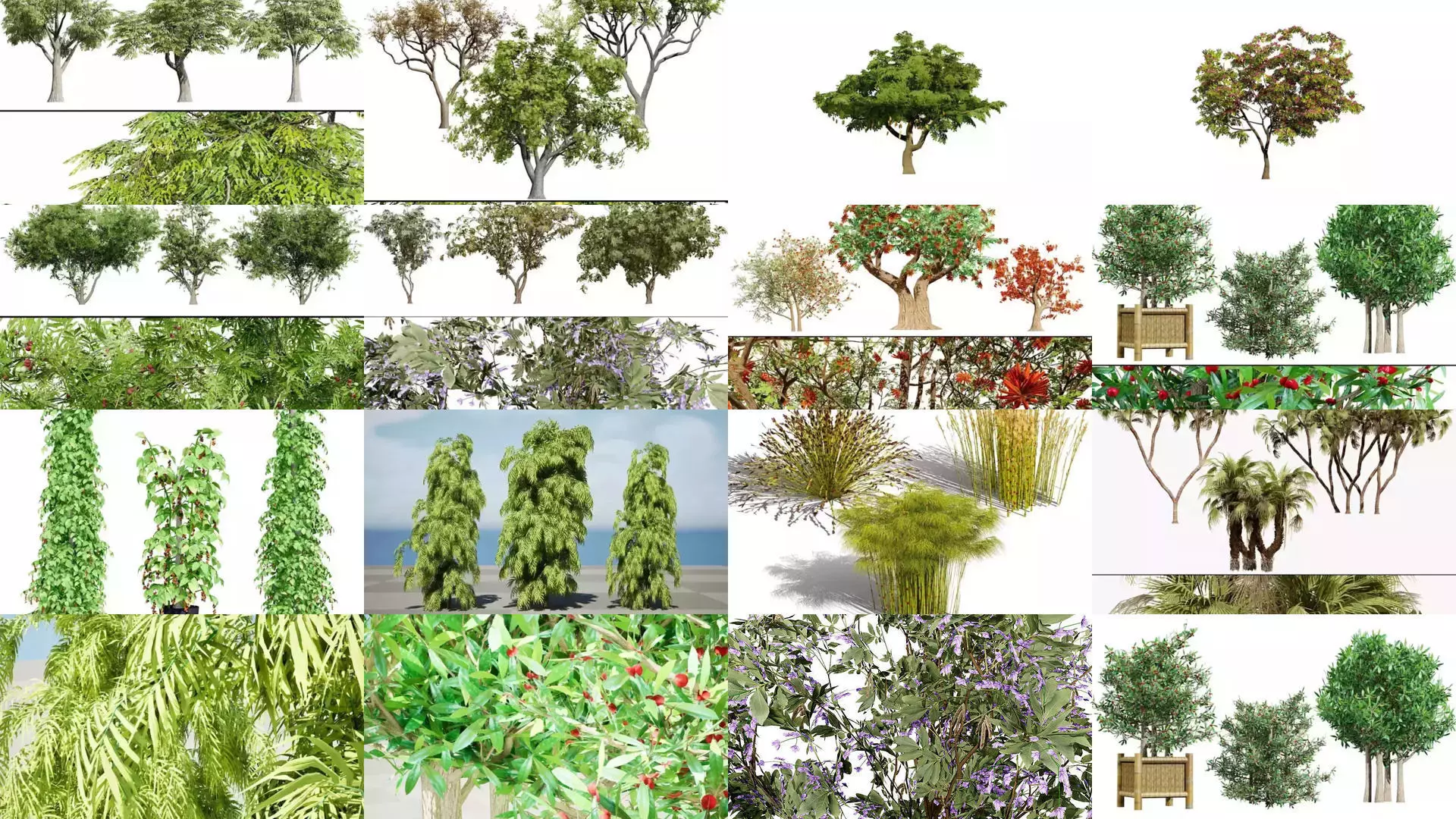 Realistic South African Vegetation 3D Models 3D Model Collection_29